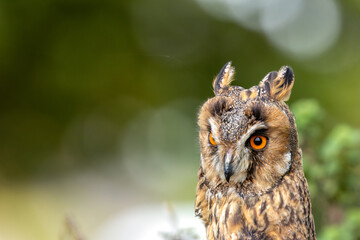 Long-eared Owl (Asio otus) - Found in Forests and Grasslands Across Europe, Asia, and North America