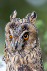 Obraz premium Long-eared Owl (Asio otus) - Found in Forests and Grasslands Across Europe, Asia, and North America
