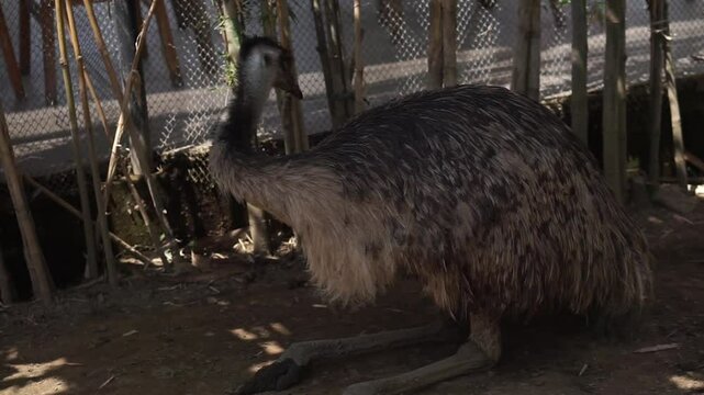 Close-up photo, cassowary in a cage, Casuarius is a genus of birds in the order Casuariiformes. Selective focus.