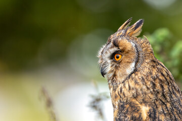 Long-eared Owl (Asio otus) - Found in Forests and Grasslands Across Europe, Asia, and North America