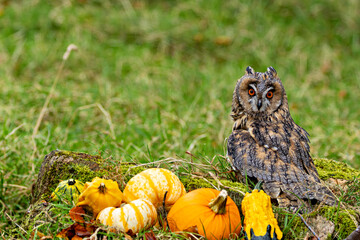 Long-eared Owl (Asio otus) - Found in Forests and Grasslands Across Europe, Asia, and North America