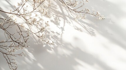 Delicate Branches with Flowers Casting Soft Shadows on Light Background