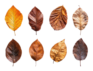 Eight autumn leaves in brown and yellow tones with detailed textures, natural dried foliage arrangement for seasonal decoration isolated on transparent background