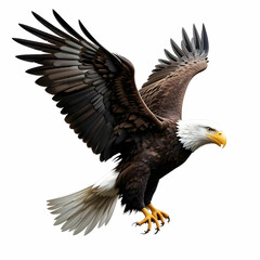 Fototapeta premium Bald american eagle isolated with white background