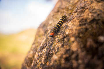 Closeup of a Caterpillar on tree 