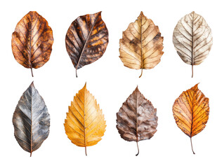 Fototapeta premium Eight autumn leaves in brown and yellow tones with detailed textures, natural dried foliage arrangement for seasonal decoration isolated on transparent background