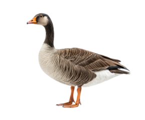 Side profile of domestic goose with distinctive orange beak and brown feathers, isolated on transparent background, waterfowl species, nature animal, farm bird, lake habitat