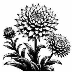 flower on white background