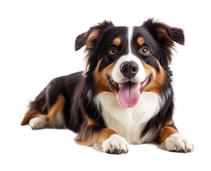 Happy Australian Shepherd dog lying down with tongue out, relaxed and friendly pet portrait, playful canine for animal lovers isolated on transparent background