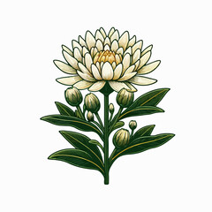 flower on white background