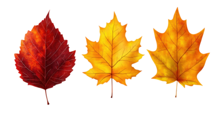 Red, yellow, and orange autumn leaves, detailed seasonal foliage collection for fall designs, vibrant natural botanical elements isolated on transparent background