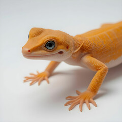 Obraz premium Orange gecko lizard on white background