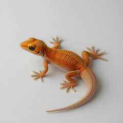 Obraz premium Orange gecko lizard on white background