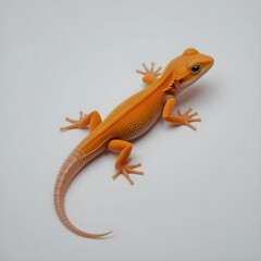 Naklejka premium Orange gecko lizard on white background