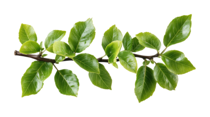 Fresh green branch with shiny leaves, natural foliage design, vibrant leaf cluster, lush greenery decoration, botanical element for design projects isolated on transparent background