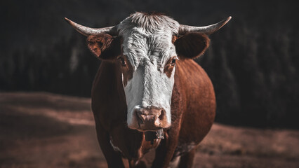 An Single Abondance Cow