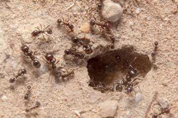 Hole in the sand of an anthill with several ants