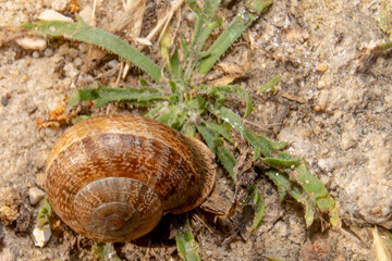 Brown snail inside the bark perched on the sand and plant