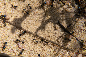 Light-colored sand from an anthill with several ants