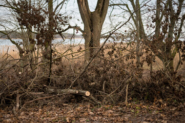 Cut trees and branches and dry leaves left untidy at the lake in a mess