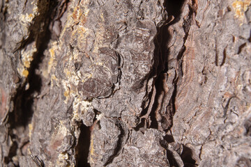 Uneven bark of brown colored tree trunk