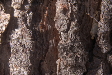 Uneven bark of brown colored tree trunk
