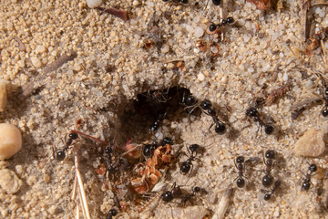 Hole in the sand of an anthill with several ants