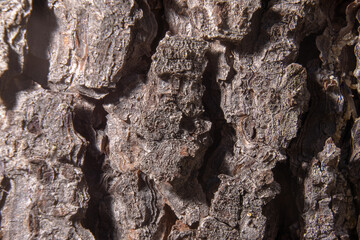 Uneven bark of brown colored tree trunk