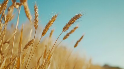 Fototapeta premium Tall grass swaying in the wind, captured with a shallow depth of field against a clear blue sky. Warm golden tones contrast with cool blues, showcasing nature's textures.