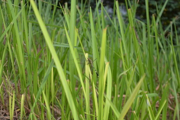 dragonfly on grass