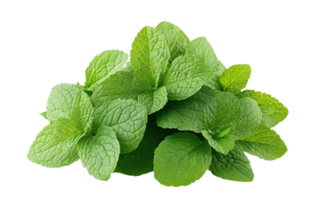 Fresh green mint leaves in a bundle, aromatic herb, culinary ingredient, natural, healthy, fresh flavor, cooking, organic gardening, isolated on transparent background