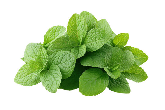 Fresh green mint leaves in a bundle, aromatic herb, culinary ingredient, natural, healthy, fresh flavor, cooking, organic gardening, isolated on transparent background