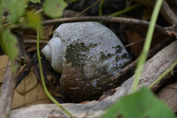 Snail shell
