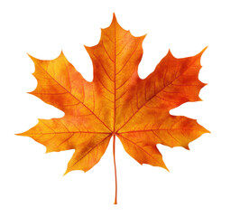 Fototapeta premium Large orange maple leaf with vivid autumn texture and natural details, bright seasonal foliage for fall design themes isolated on transparent background