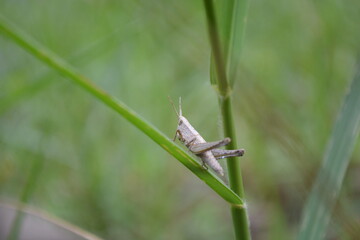 grasshopper on a grass