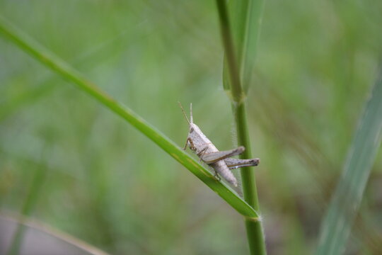 grasshopper on a grass