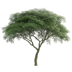 Majestic Umbrella Thorn Acacia Tree in African Savanna Landscape Photography