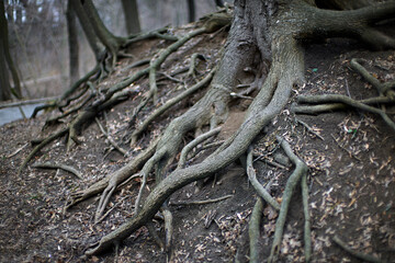 Tree roots in the forest