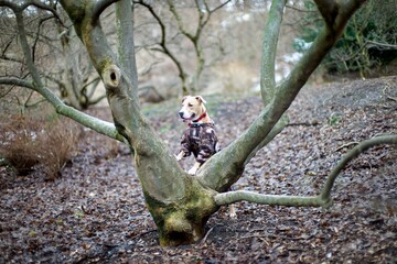Dog standing with paws on tree, walk in park