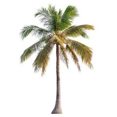 Obraz premium Majestic Coconut Palm Tree Isolated on Black Background Tropical Paradise Image