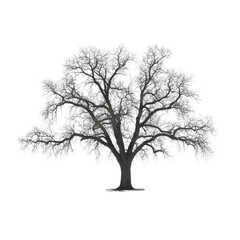 Fototapeta premium Majestic Winter Oak Tree in Monochrome Photograph: A Serene Winter Landscape