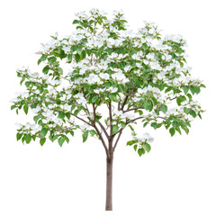 Stunning White Dogwood Tree in Full Bloom, Isolated on Black Background, Springtime Beauty, Nature Photography