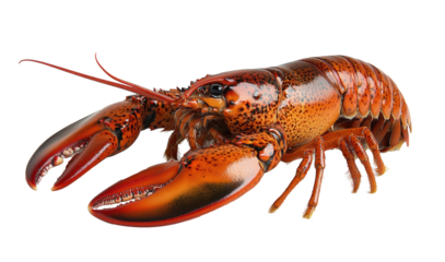 Vibrant whole red lobster isolated on transparent background, detailed seafood illustration, marine crustacean, ocean shellfish, culinary seafood presentation, gourmet seafood