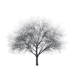 Obraz premium Monochromatic Winter Tree: A Solitary Deciduous Tree in Winter against a Black Background