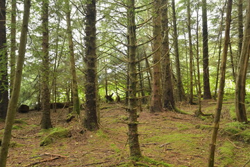 Alaska Scenery and cruise trip