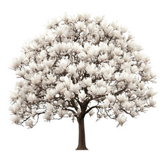 Magnificent Magnolia Tree in Full Bloom: A Stunning Display of Nature's Beauty