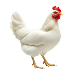White chicken hen with fluffy feathers, standing gracefully, domestic farm poultry for agricultural themes, rural countryside lifestyle isolated on transparent background