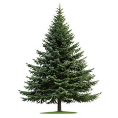 Fototapeta premium Majestic Evergreen Fir Tree Isolated on Black Background A Perfect Christmas Tree Image