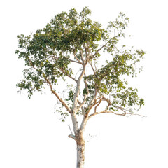 A Majestic Tree Standing Tall Against a Black Background, showcasing its lush green foliage and a pale, textured trunk