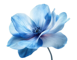 Delicate blue flower with soft petals, intricate veins, and vibrant hues, natural floral beauty, elegant botanical artwork isolated on transparent background